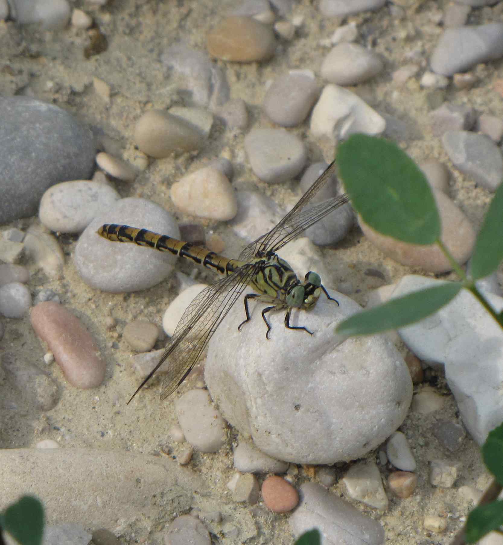 onychogomphus